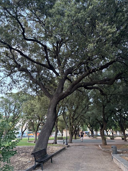 A beautiful Q. ilex in one of the public parks in Alghero
