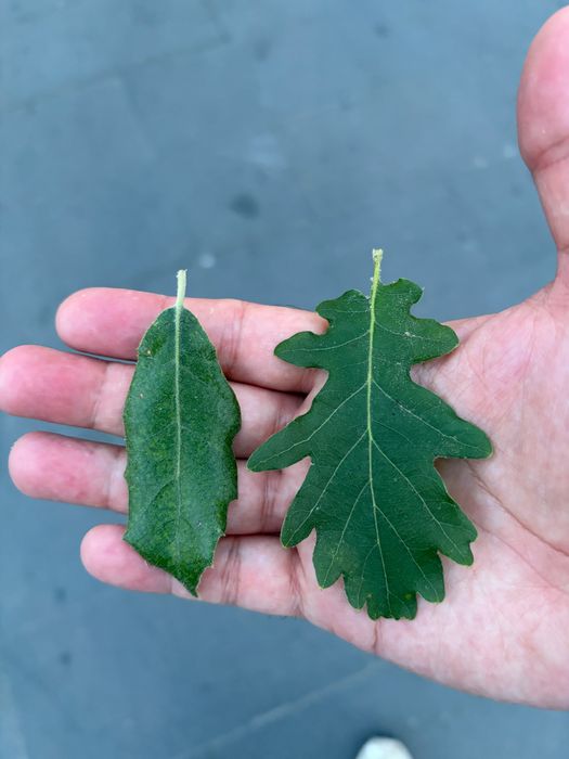 Q. ilex and Q. pubescens from a public park in Alghero
