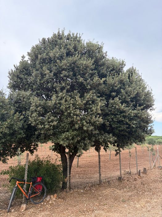 Q. ilex near Alghero