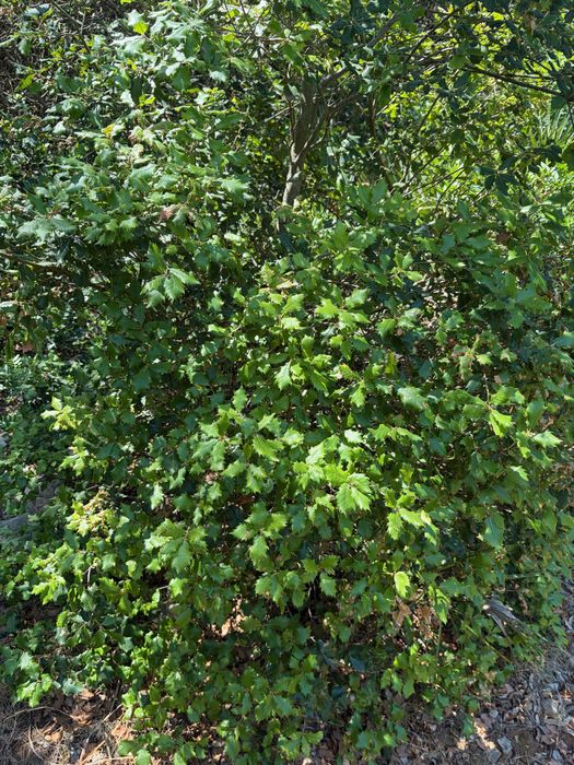 Q. coccifera bush. Collected mid-way on the climb to Monte Timidone. Parco Naturale Regionale di Porto Conte