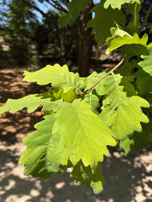 Q. petraea. Wimpole Estate