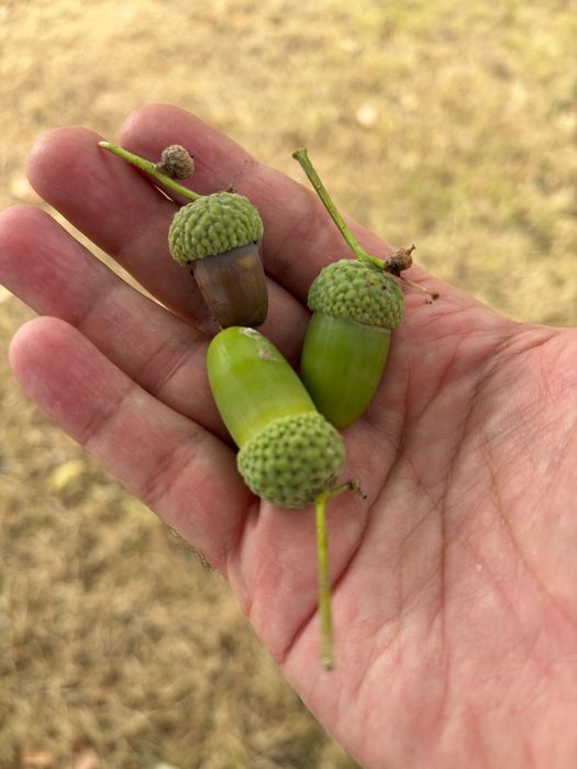 Some Q. robur acorns collected in Ely, Cambridgeshire