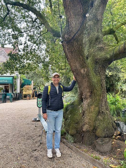 The majestic Q. × turneri of the Hortus Botanicus. Amsterdam
