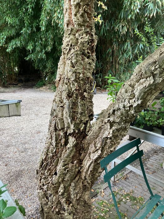 Q. suber. Hortus Botanicus. Amsterdam